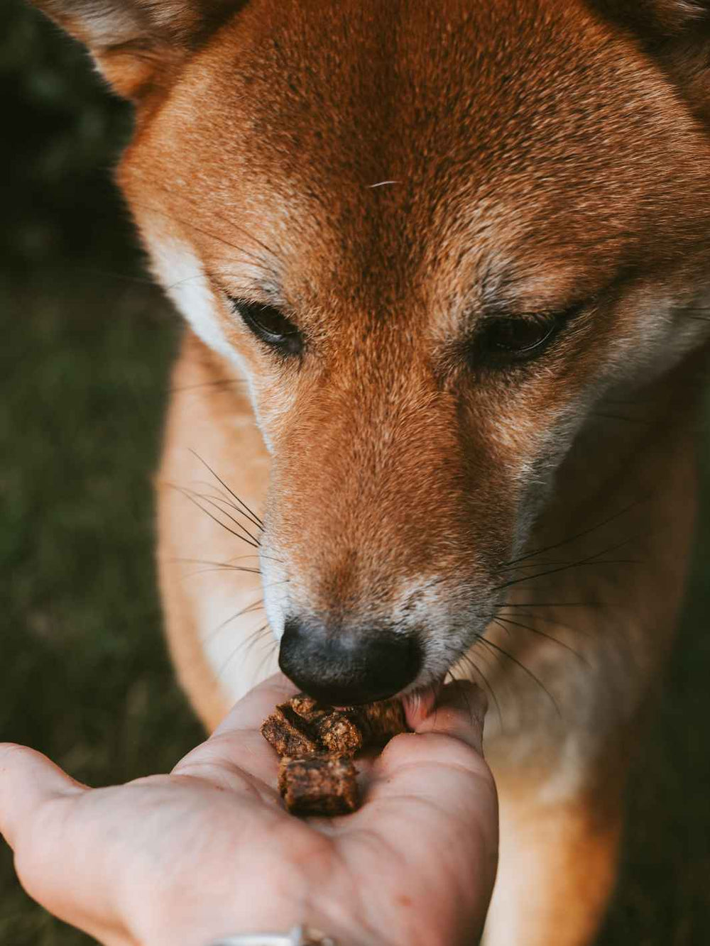 Friandises de boeuf - #friandise_naturelle_pour_chien# - Truffe delice