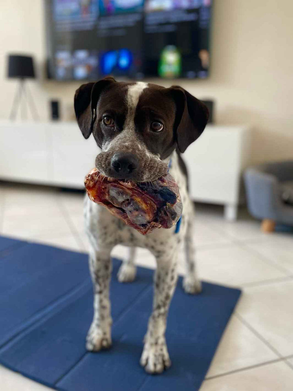 Genou de bœuf - #friandise_naturelle_pour_chien# - Truffe delice