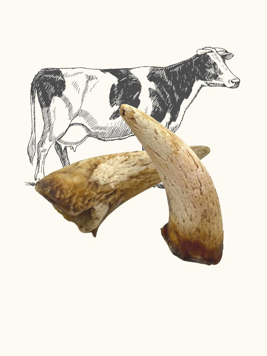 Noyau corne de vache - #friandise_naturelle_pour_chien# - Truffe delice