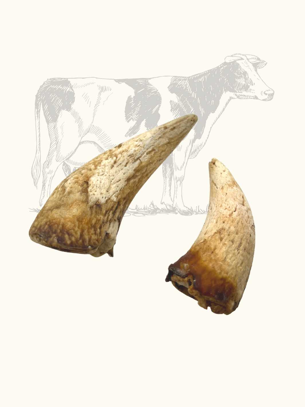 Noyau corne de vache - #friandise_naturelle_pour_chien# - Truffe delice