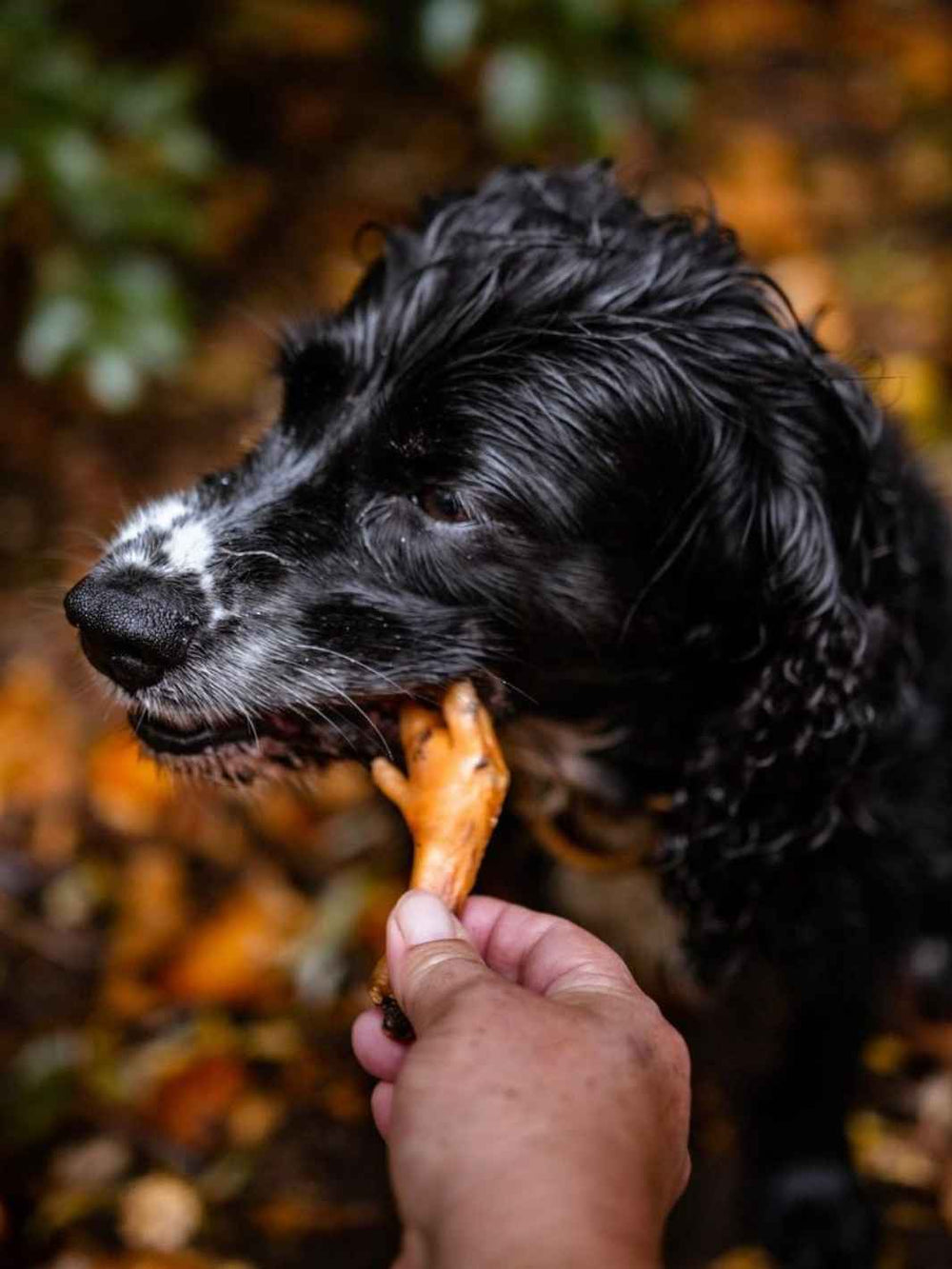 Viande séchée chien - Friandise naturelle - Sans additifs – Truffe