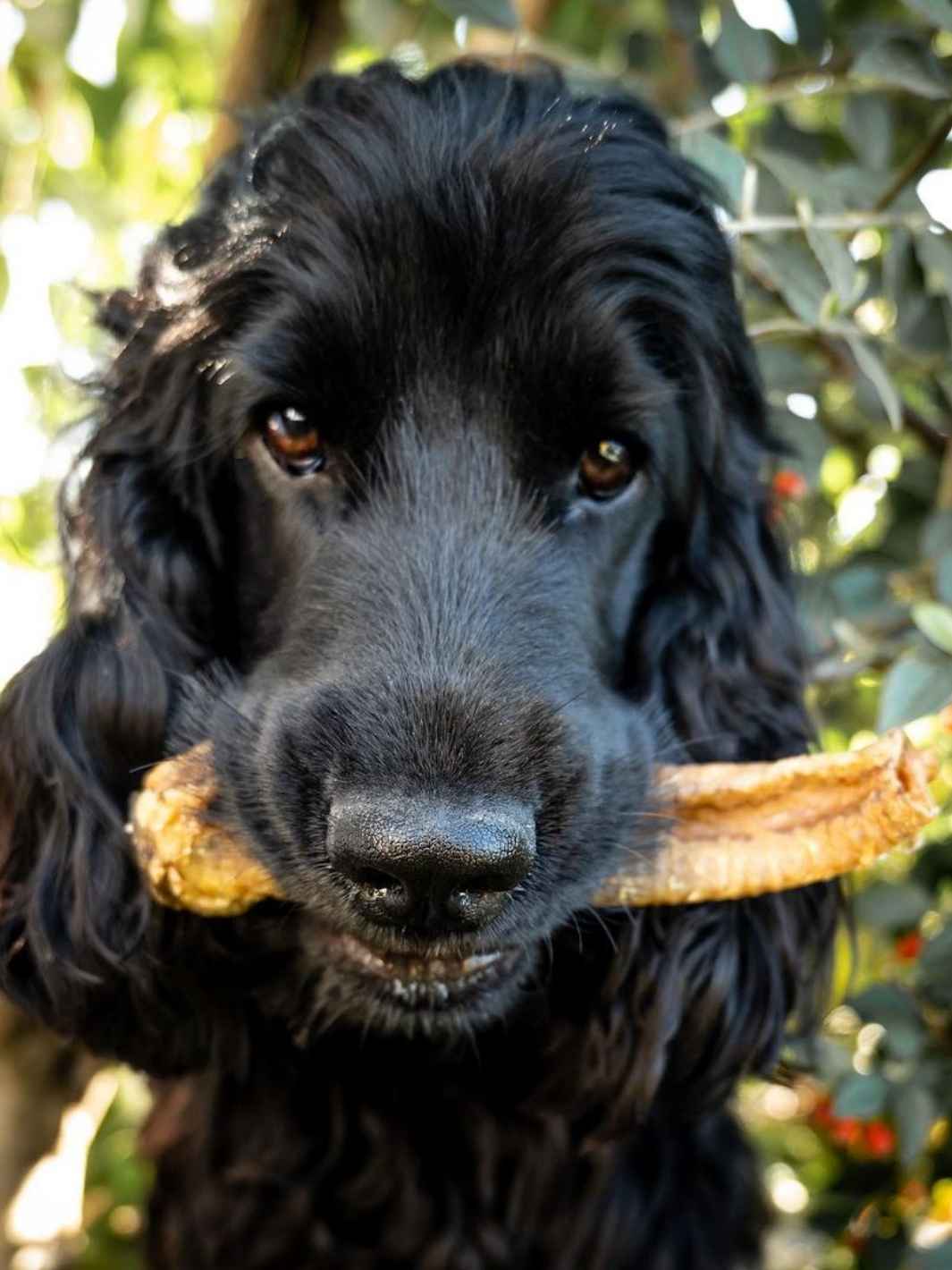 Oesophages de boeuf chien - viande séchée naturelle – Truffe delice