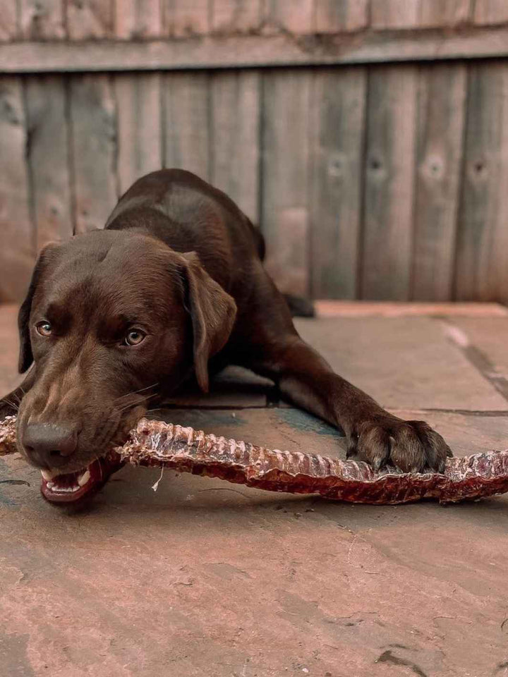 Trachées de bœuf - #friandise_naturelle_pour_chien# - Truffe delice