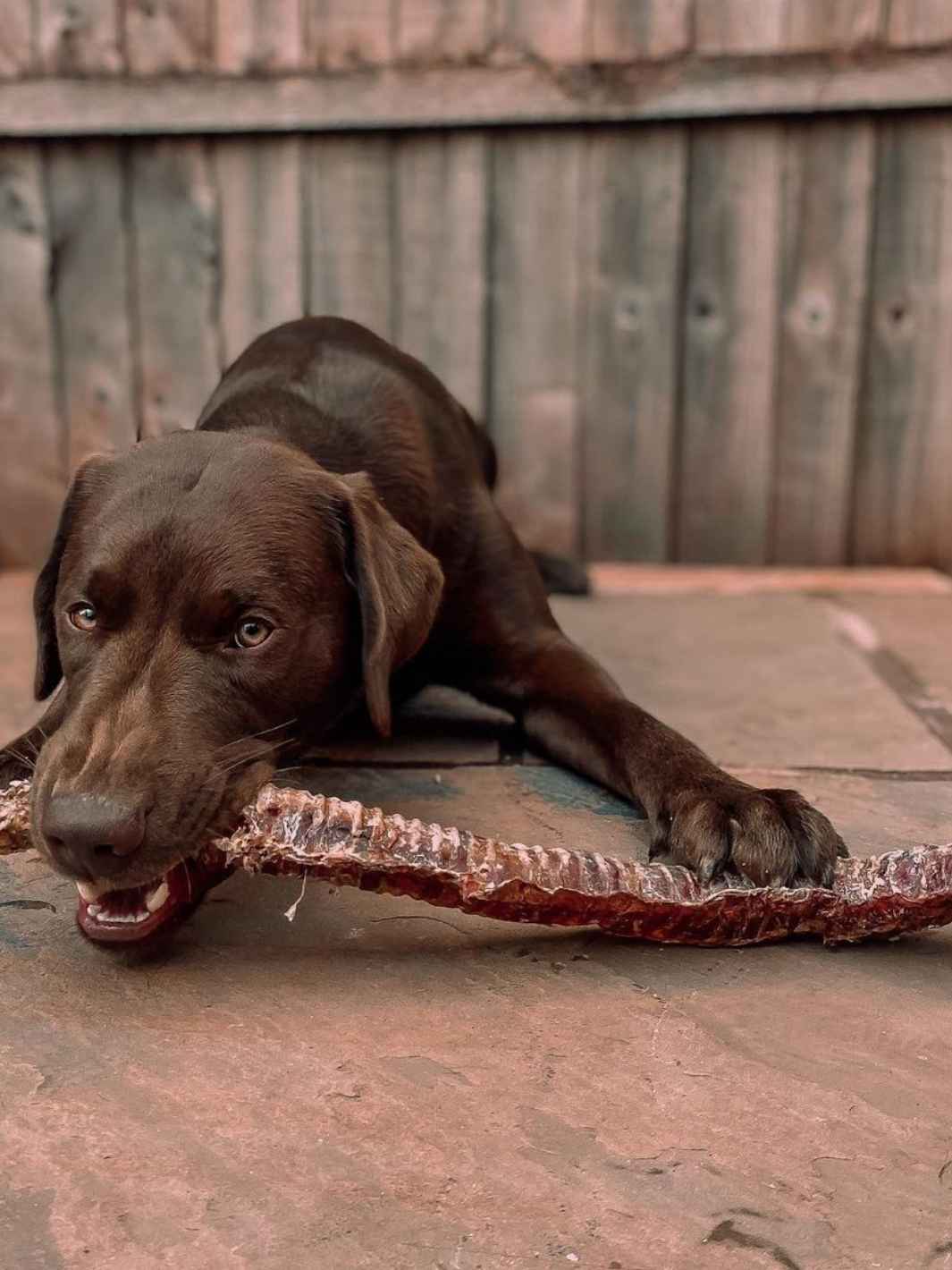 Trachée de boeuf 10/12cm – Mastication gourmande pour chiens